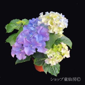 画像18: 庭のあじさい苗 【HBAクレージーテンシア】3.5号