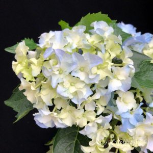画像12: 庭のあじさい苗 【HBAクレージーテンシア】3.5号