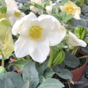 画像13: クリスマスローズ HGCジェスコ4.5号