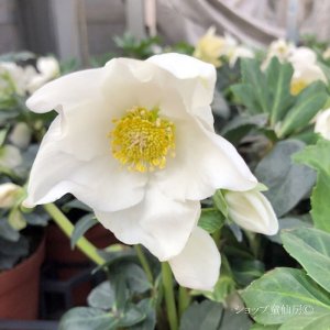 画像14: クリスマスローズ HGCジェスコ4.5号