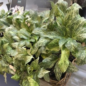 画像11: クリスマスローズ HGCスノーフィーバー鉢植え