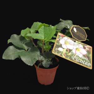 画像8: クリスマスローズ Ice N' roses 氷の薔薇ピコティー4.5号