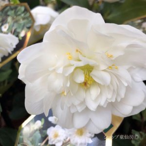 画像19: クリスマスローズ HGCツインスピリッツ4.5号