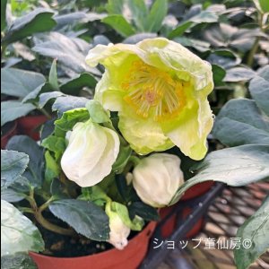 画像17: クリスマスローズ HGCジェスコ4.5号