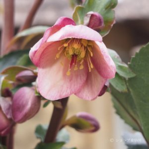 画像9: クリスマスローズ Ice N' roses 氷の薔薇ローズ4.5号