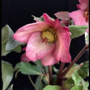 画像12: クリスマスローズ Ice N' roses 氷の薔薇ローズ4.5号