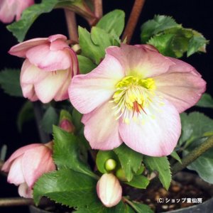 画像10: クリスマスローズ Ice N' roses 氷の薔薇ローズ4.5号