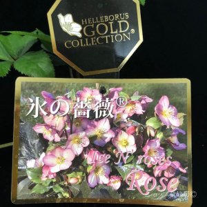 画像8: クリスマスローズ Ice N' roses 氷の薔薇ローズ4.5号