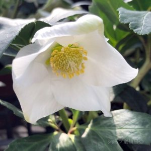 画像6: クリスマスローズ HGCジェスコ4.5号