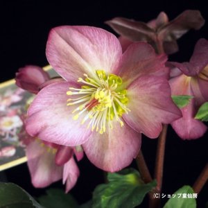 画像11: クリスマスローズ Ice N' roses 氷の薔薇ローズ4.5号