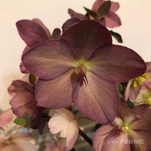 画像13: クリスマスローズ Ice N' roses 氷の薔薇ローズ4.5号