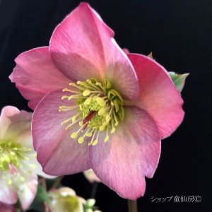 画像3: クリスマスローズ Ice N' roses 氷の薔薇ローズ4.5号