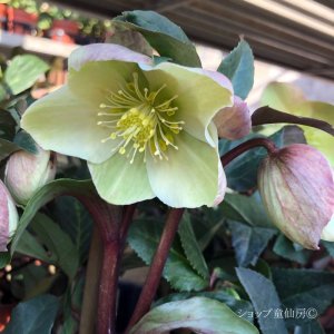 画像16: クリスマスローズ HGCマーロン4.5号