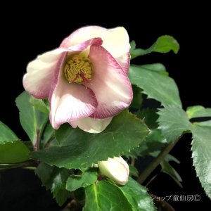 画像14: クリスマスローズ Ice N' roses 氷の薔薇ピコティー4.5号
