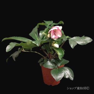 画像7: クリスマスローズ Ice N' roses 氷の薔薇ピコティー4.5号
