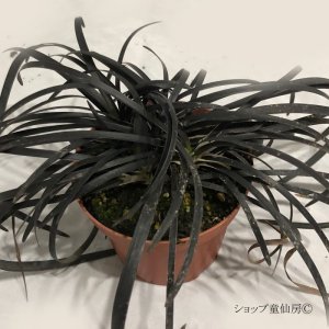 画像18: コクリュウ 3.5号 12ポットセット