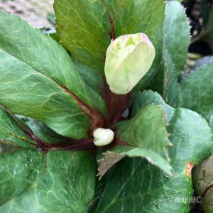 画像17: クリスマスローズ Ice N' roses 氷の薔薇ピコティー4.5号