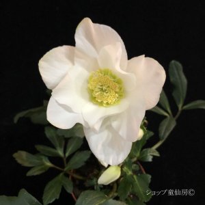 画像19: クリスマスローズ F1“GMマリア3.5号