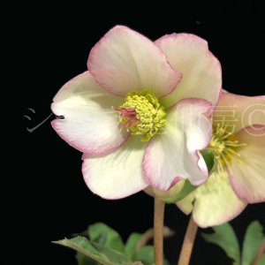 画像4: クリスマスローズ Ice N' roses 氷の薔薇ピコティー4.5号