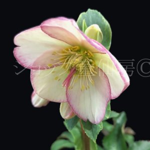 画像19: クリスマスローズ Ice N' roses 氷の薔薇ピコティー4.5号