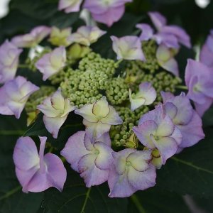 画像19: 庭のあじさい苗 【HBAティファニー】5号