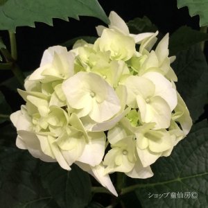 画像22: 庭のあじさい苗 【HBAバニラスカイ】3.5号