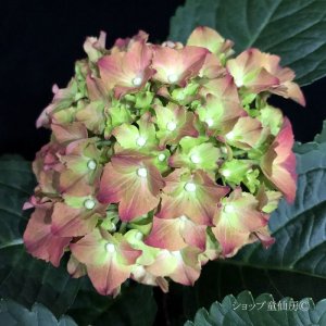 画像17: 庭のあじさい苗 【HBAスピィーディーレッド】3.5号