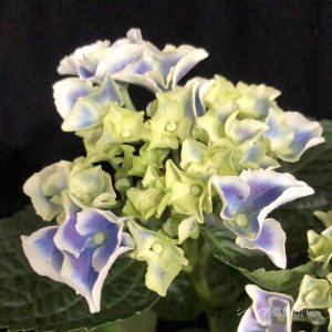 画像8: 庭のあじさい苗 【HBAホットチボリ・ブルー系】3.5号