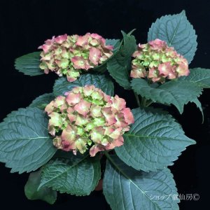 画像7: 庭のあじさい苗 【HBAスピィーディーレッド】3.5号