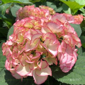 画像22: 庭のあじさい苗 【HBAマリーアントワネット】5号