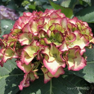 画像12: 庭のあじさい苗 【HBAアデュラピンク】5号