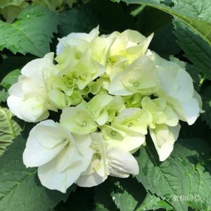 画像16: 庭のあじさい苗 【HBAバニラスカイ】5号