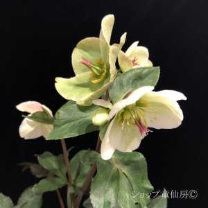 画像10: クリスマスローズ Ice N' roses 氷の薔薇ビアンコ4.5号