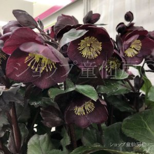 画像10: クリスマスローズ Ice N' roses 氷の薔薇メルロー6号