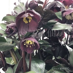 画像14: クリスマスローズ Ice N' roses 氷の薔薇メルロー4.5号