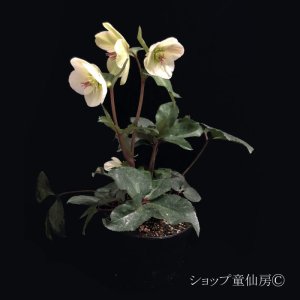 画像7: クリスマスローズ Ice N' roses 氷の薔薇ビアンコ4.5号