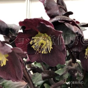 画像8: クリスマスローズ Ice N' roses 氷の薔薇メルロー6号