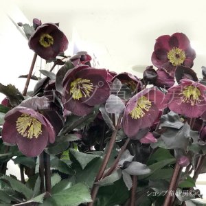 画像9: クリスマスローズ Ice N' roses 氷の薔薇メルロー4.5号