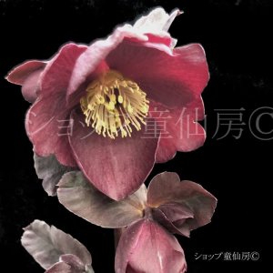 画像18: クリスマスローズ Ice N' roses 氷の薔薇メルロー6号