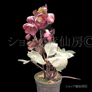 画像5: クリスマスローズ Ice N' roses 氷の薔薇メルロー6号
