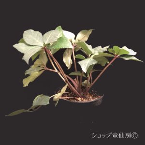 画像13: クリスマスローズ Ice N' roses 氷の薔薇ビアンコ4.5号