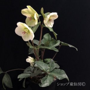 画像11: クリスマスローズ Ice N' roses 氷の薔薇ビアンコ4.5号
