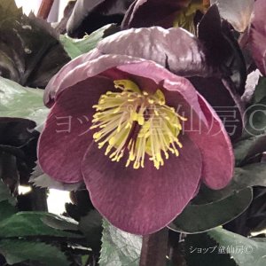 画像15: クリスマスローズ Ice N' roses 氷の薔薇メルロー6号