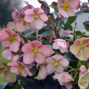 画像7: クリスマスローズ Ice N' roses 氷の薔薇アーリーローズ4.5号