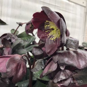 画像11: クリスマスローズ Ice N' roses 氷の薔薇メルロー6号