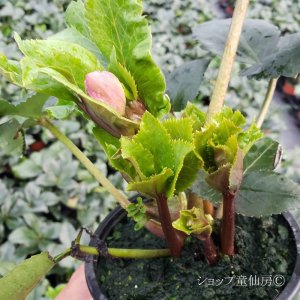 画像11: クリスマスローズ Ice N' roses 氷の薔薇アーリーローズ6号