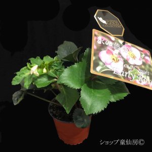 画像4: クリスマスローズ Ice N' roses 氷の薔薇アーリーローズ4.5号