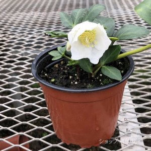 画像19: クリスマスローズ HGCジェスコ4.5号