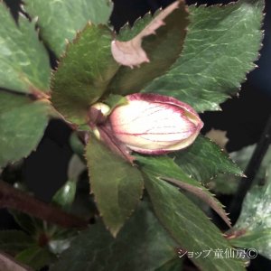 画像18: クリスマスローズ Ice N' roses 氷の薔薇ダークピコティー4.5号