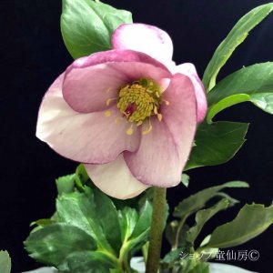 画像9: クリスマスローズ 雪の妖精HGCリアラ4.5号